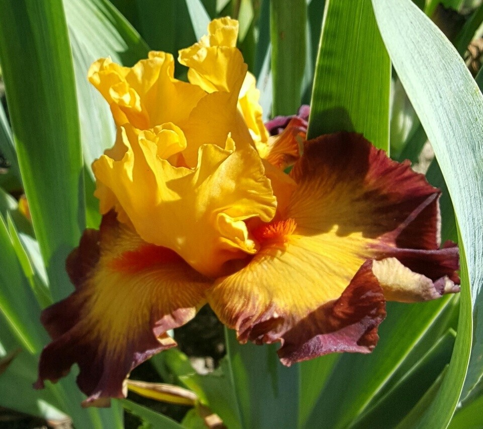 JAZZ BAND Tall Bearded Iris