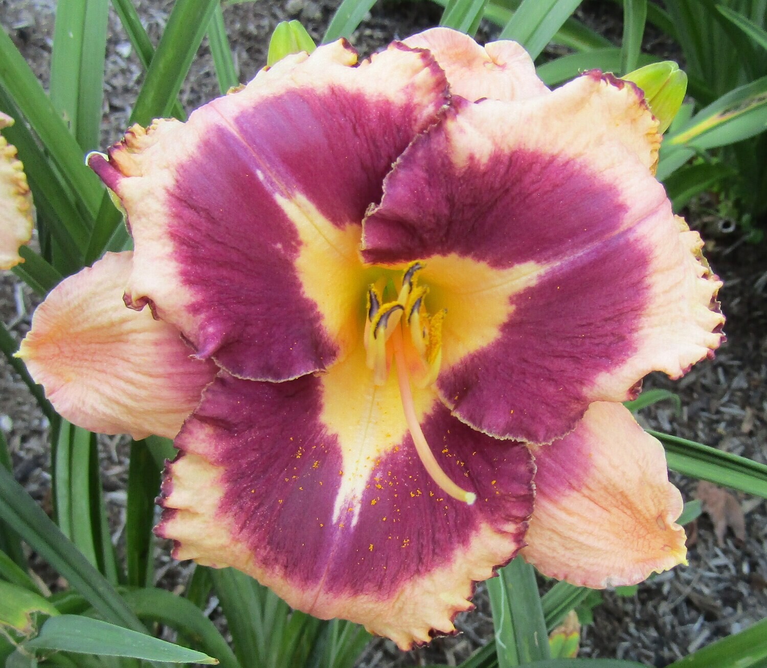 Daylily APPLIED SCIENCE