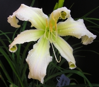 Daylily Heavenly Angel Ice