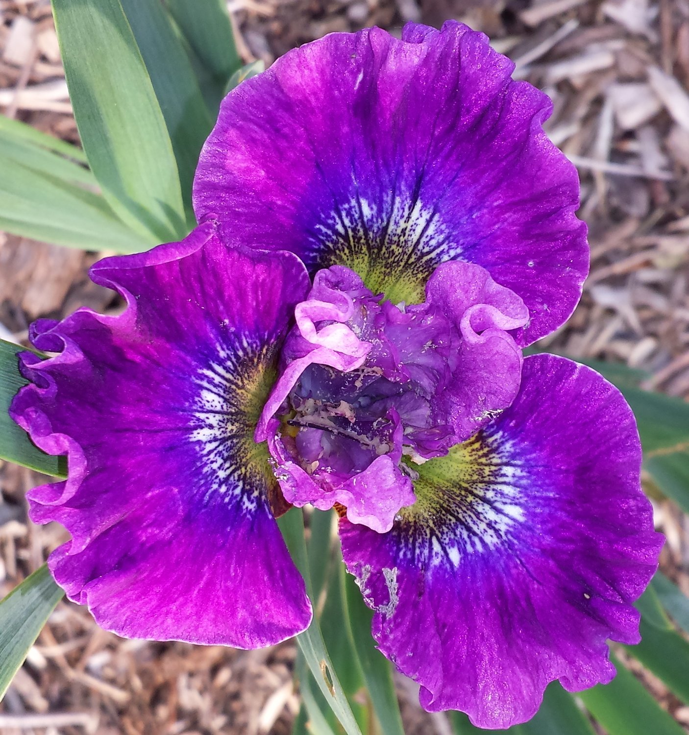 SIBERIAN IRIS STRAWBERRY FAIR