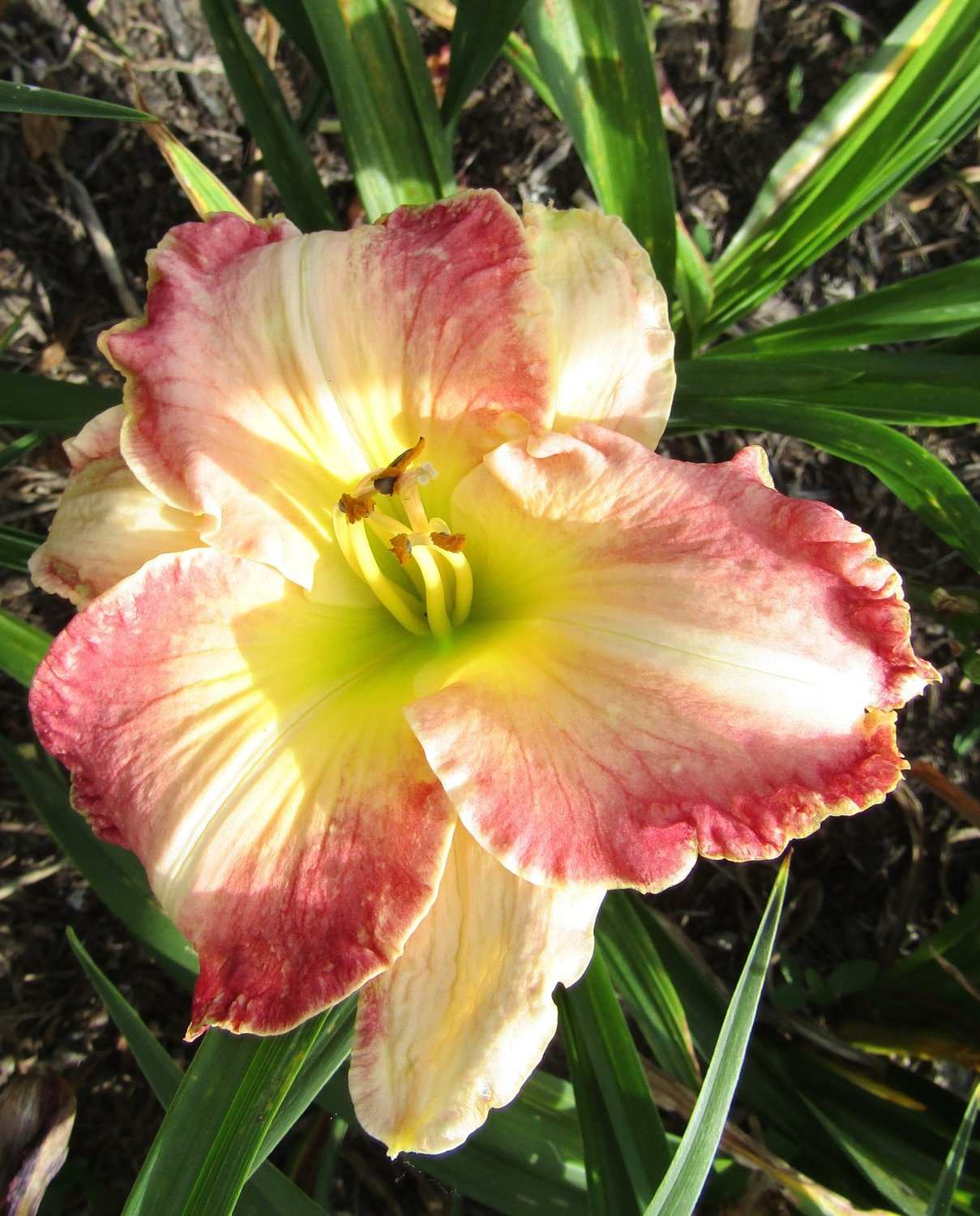 Daylily and Iris Obsession