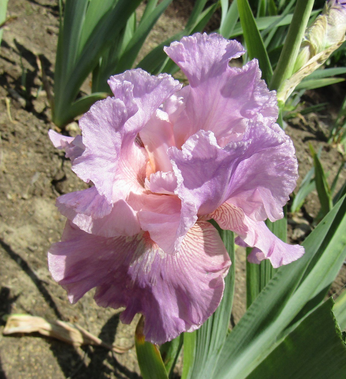 WILD IRISH ROSE Tall Bearded Iris