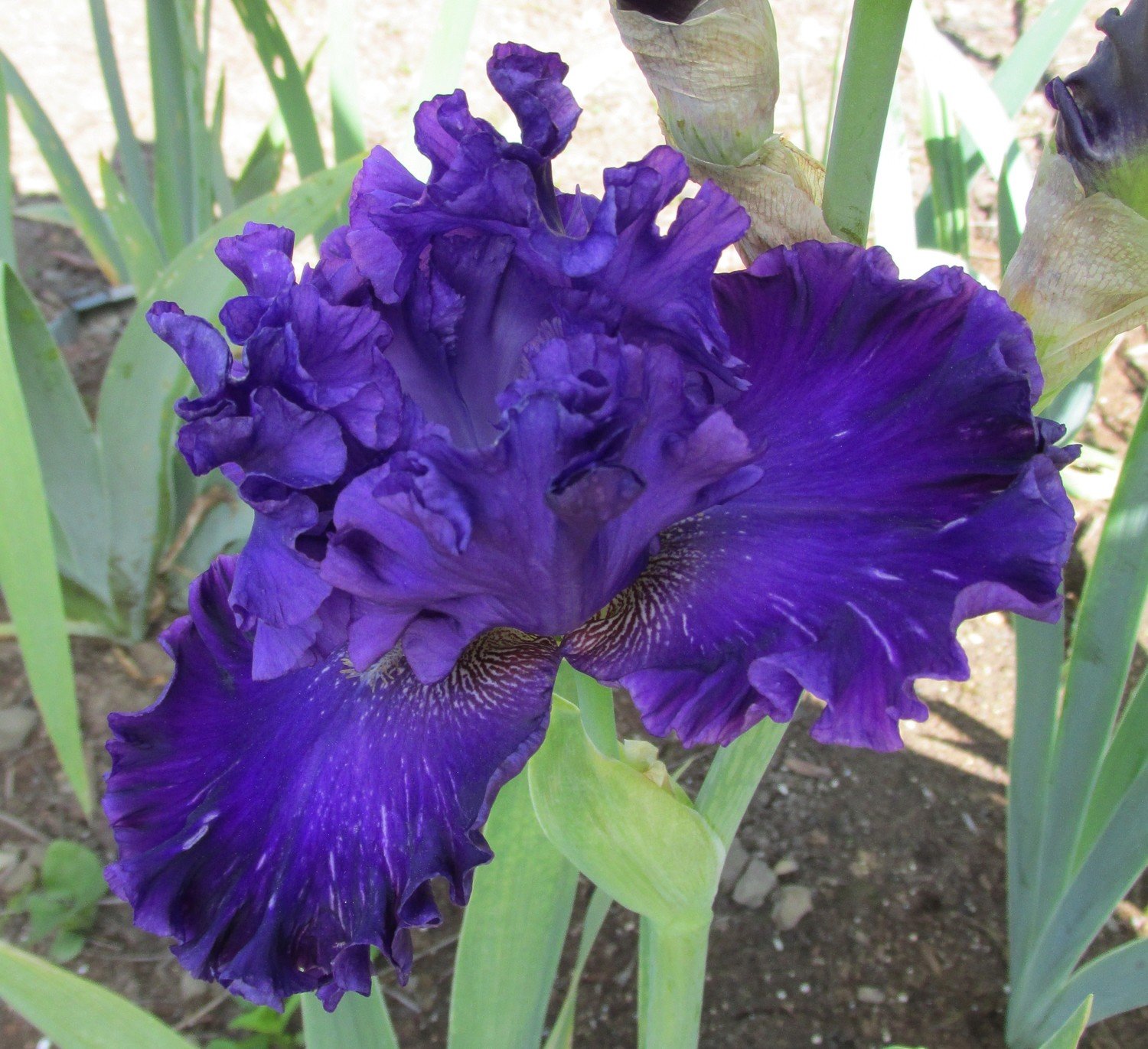 Daylily and Iris Obsession