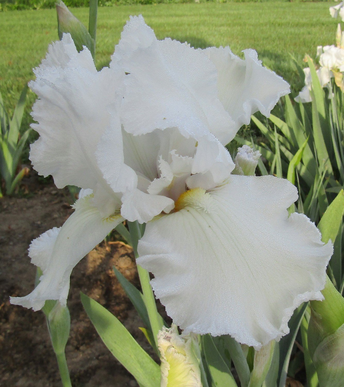 Immortality Tall Bearded Iris
