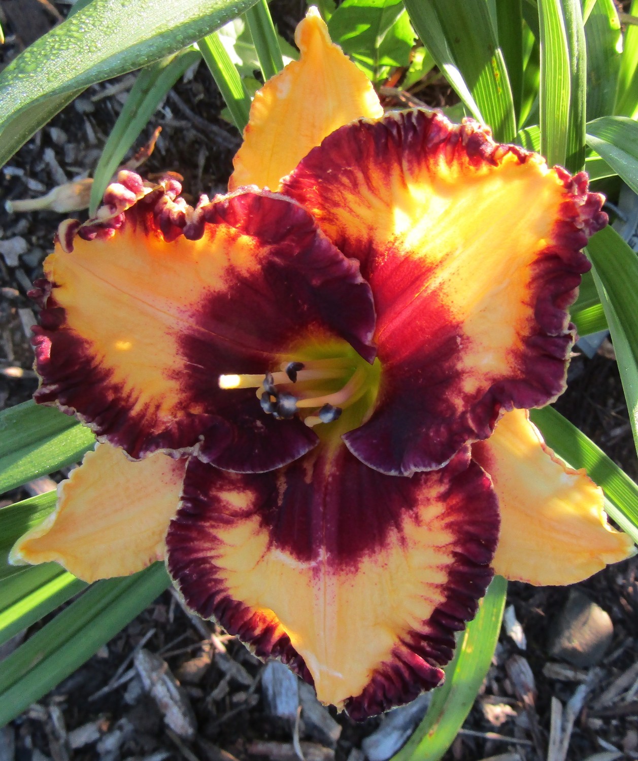 Daylily Open My Eyes