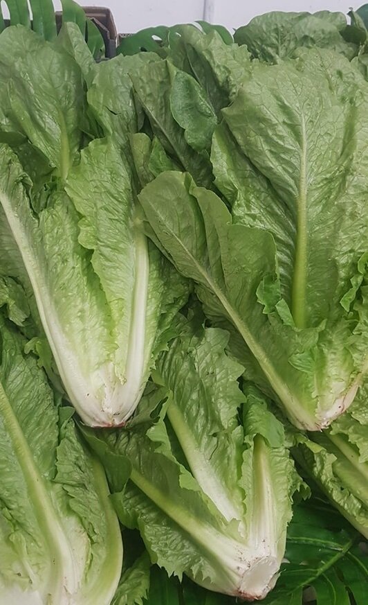 LARGE COS LETTUCE (LARGE)