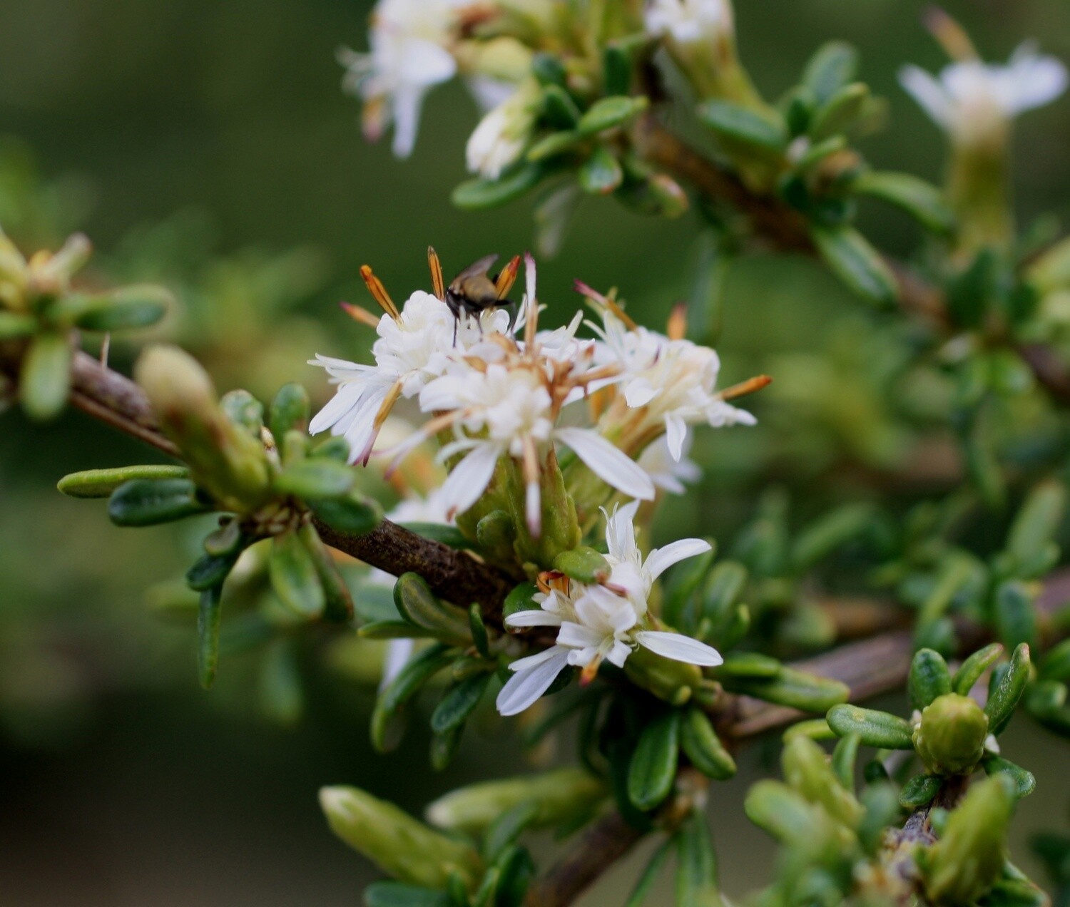 Olearia solandri "Coastal Tree Daisy"