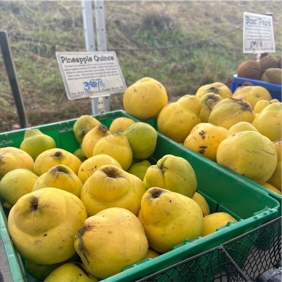 Quince Pineapple BARE ROOTED