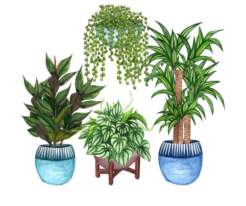 Patio plants