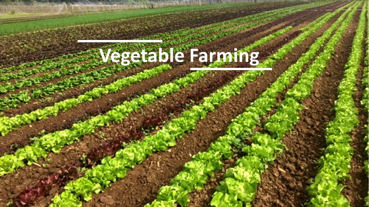 Bulk Vegetable Seedlings STORE StylishPlants