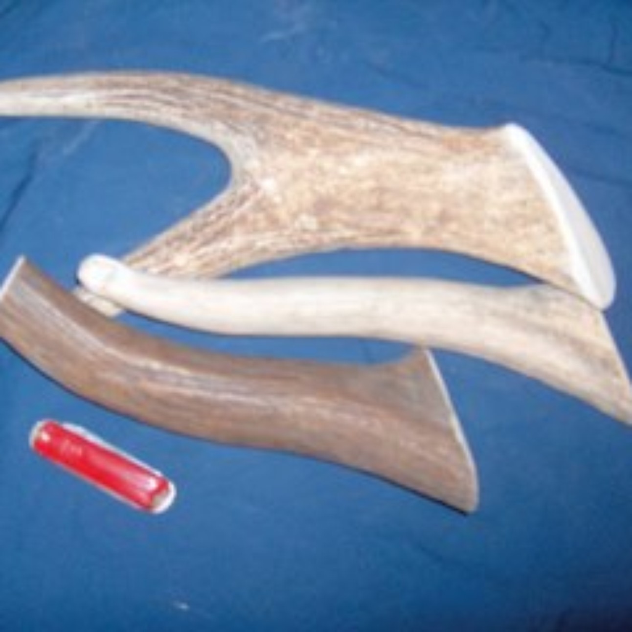 Moose Antler