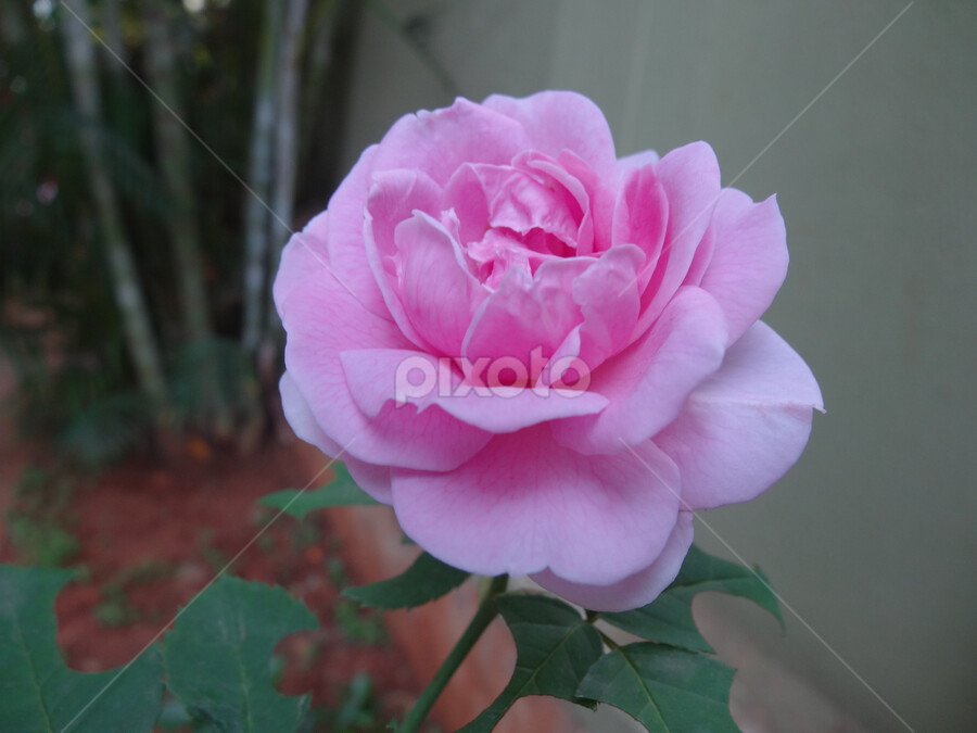 Organic Paneer Rose / Attar Rose Plants Reserve for limited next