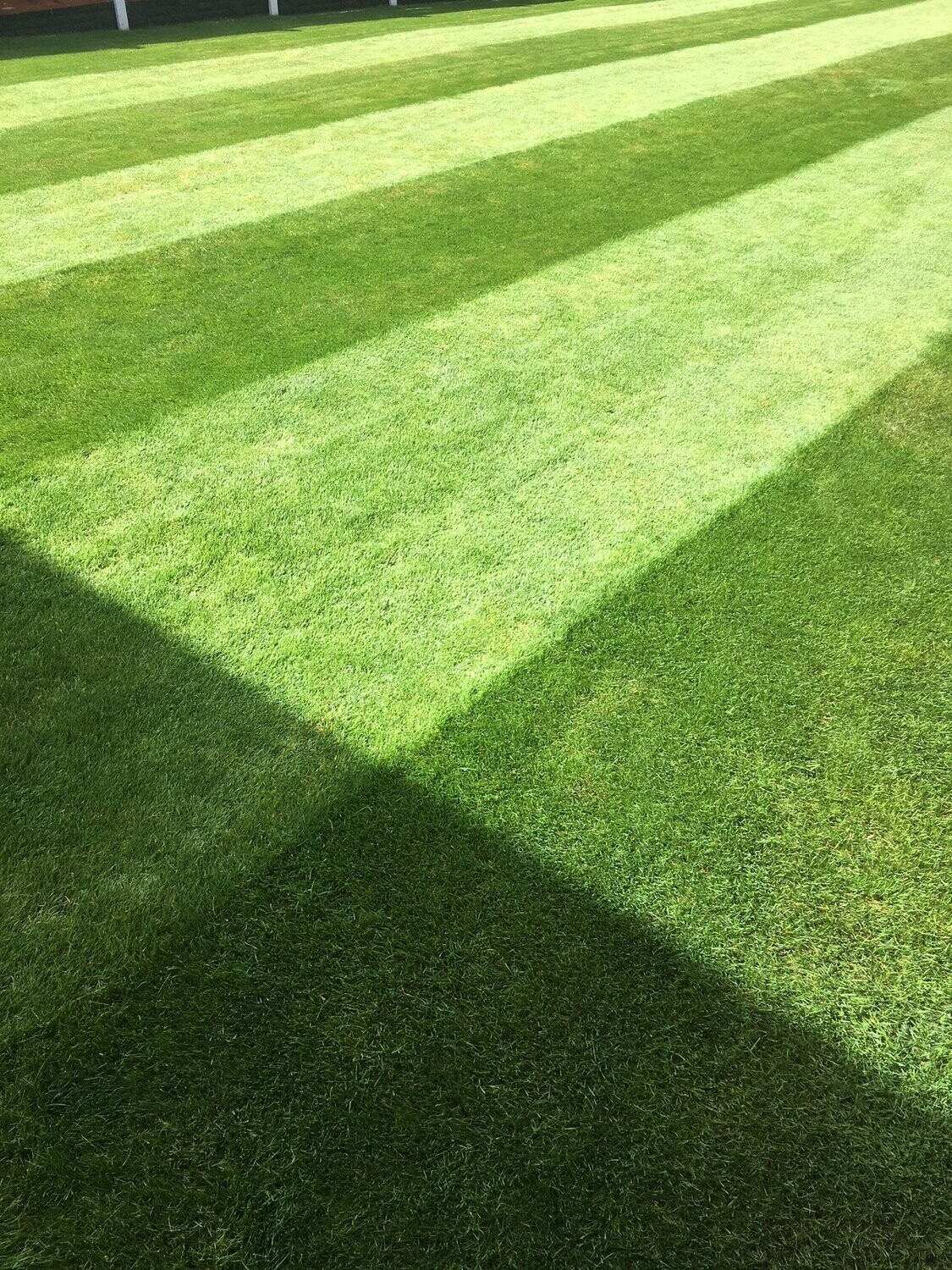 Johnsons J Premier Pitch Grass Seed 2kg (Covers 80m2)