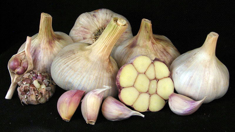 Чеснок Яровой Белый Лотос Купить На Посадку