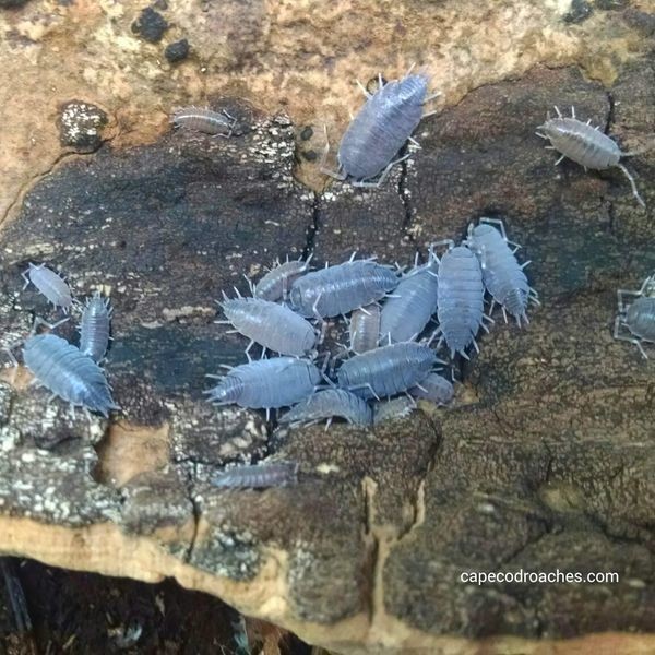Master Culture Porcellionides Pruinosus (Powder Blue Isopods)