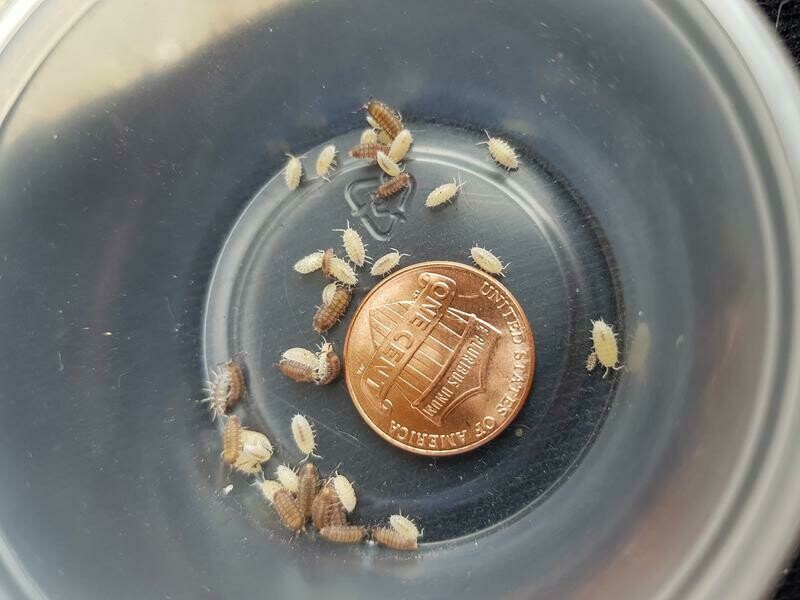 Party Mix Live Dwarf Isopods