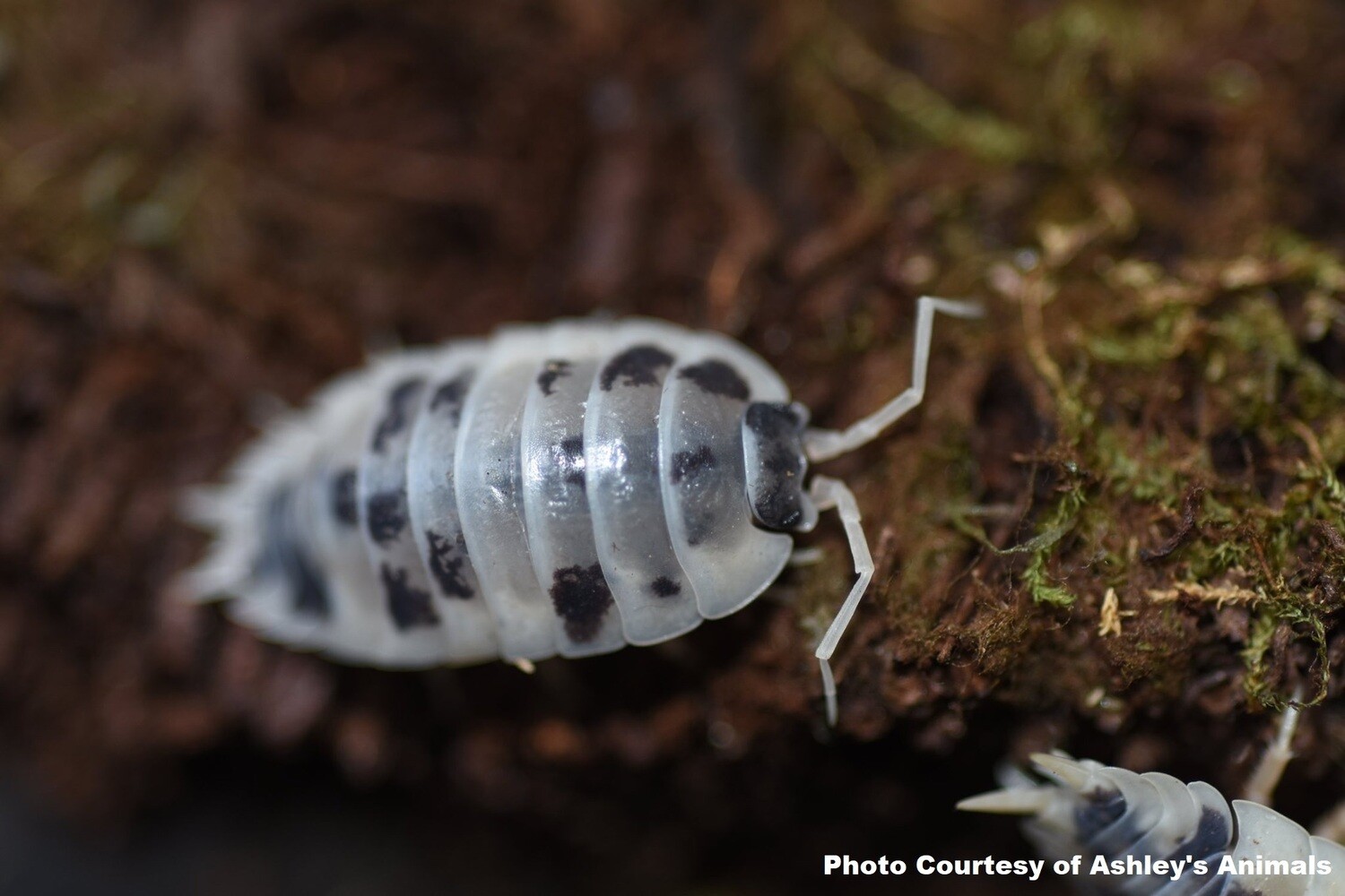 Dairy Cow Isopods In Canada