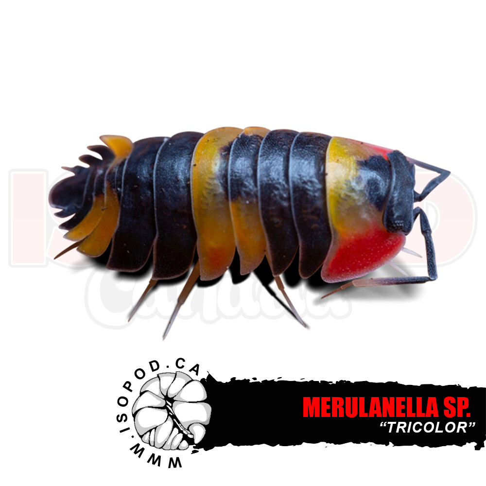 Merulanella sp. “Tricolor” Isopods in Canada