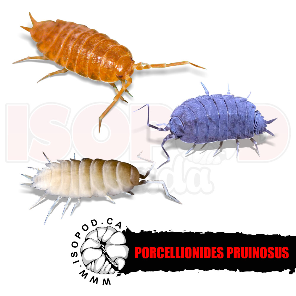 Porcellionides pruinosus Mix isopods in Canada