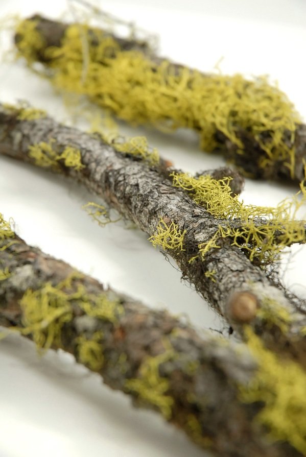 Moss Covered Branch