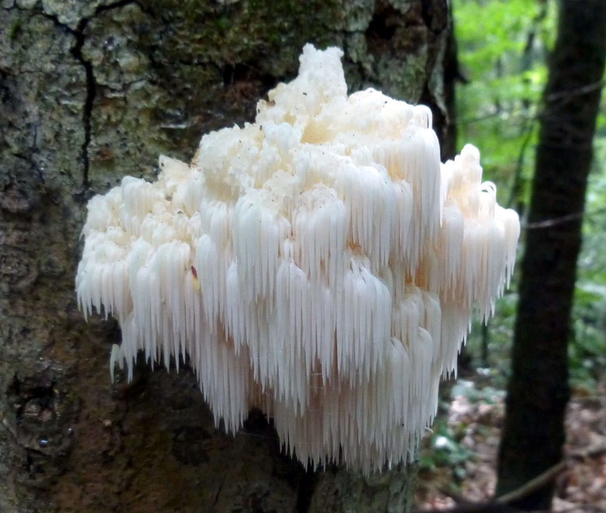 Lion's Mane Mushroom Growing Log Habitat Kit