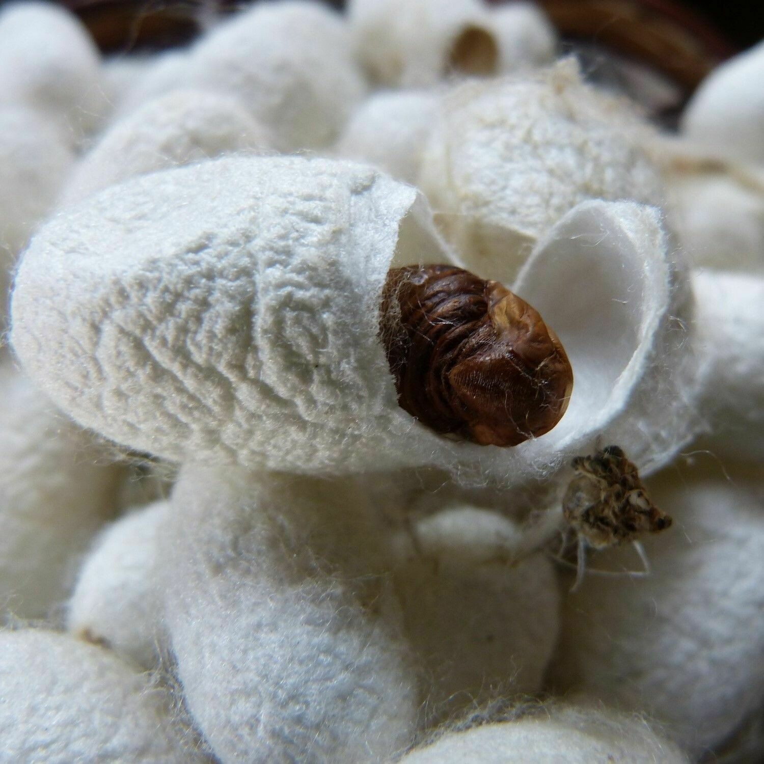 Hydrolyzed Silk Protein