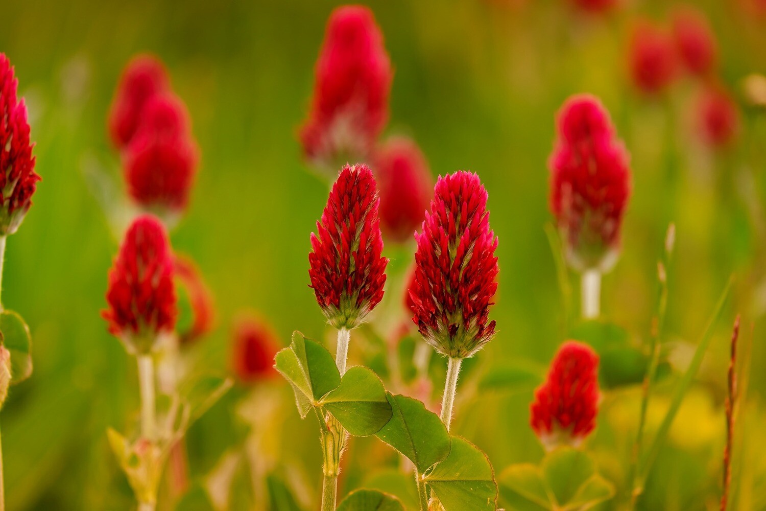 Red Clover Herbs
