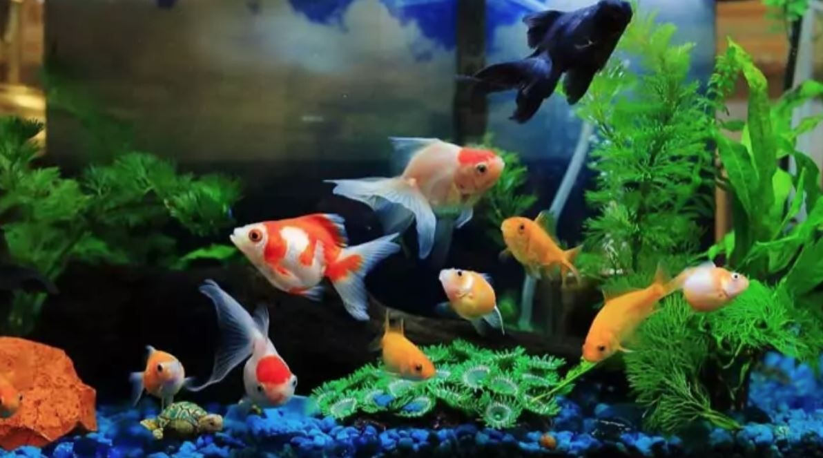 Aquarium Live Fish Gold Fish ( Vaasthu ) Assorted Pack