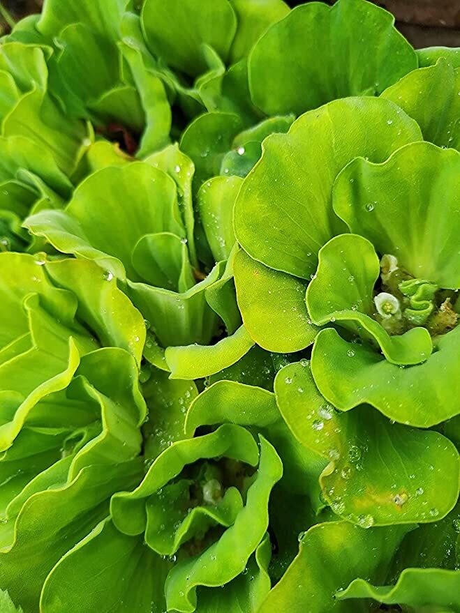 Aquarium Live Plants Water Lettuce/Water Cabbage 4 pcs Live Plant