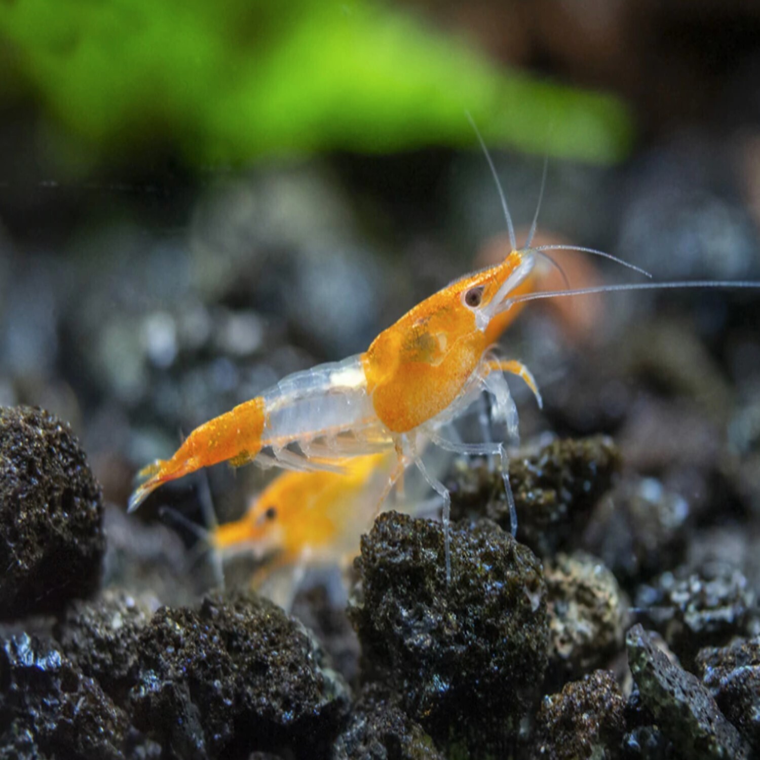 Orange Rili Shrimp Live Freshwater Aquarium Shrimp