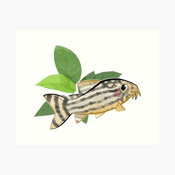 Bottom Feeder Fishes