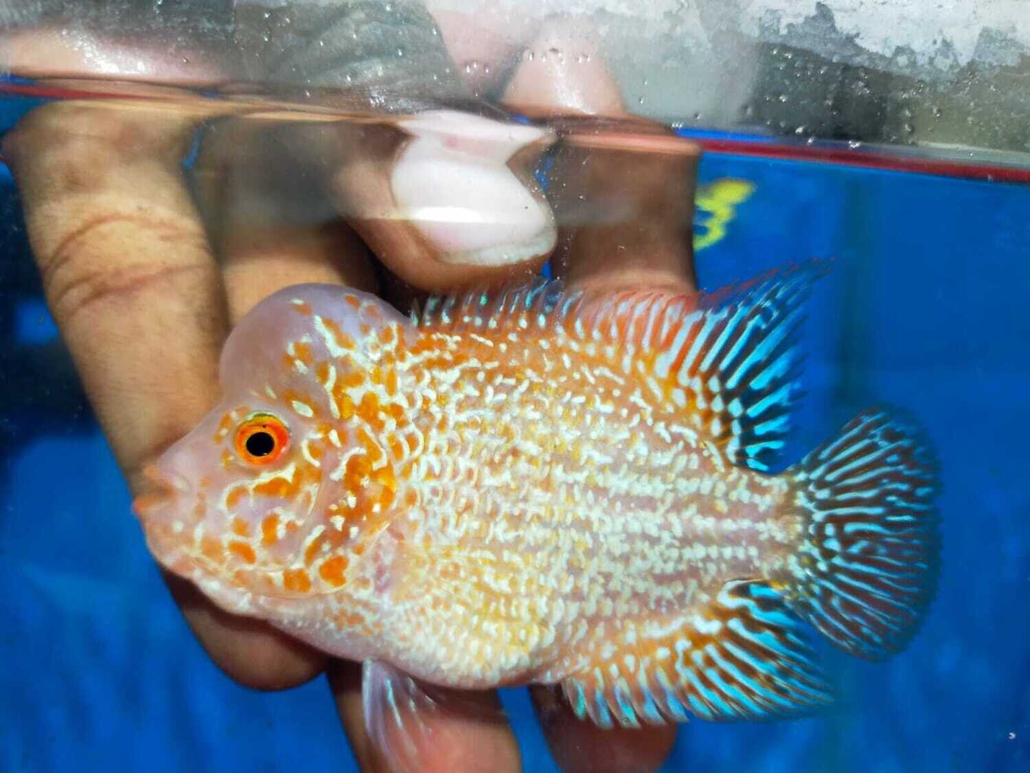 Flowerhorn GB KML 2.53" Male