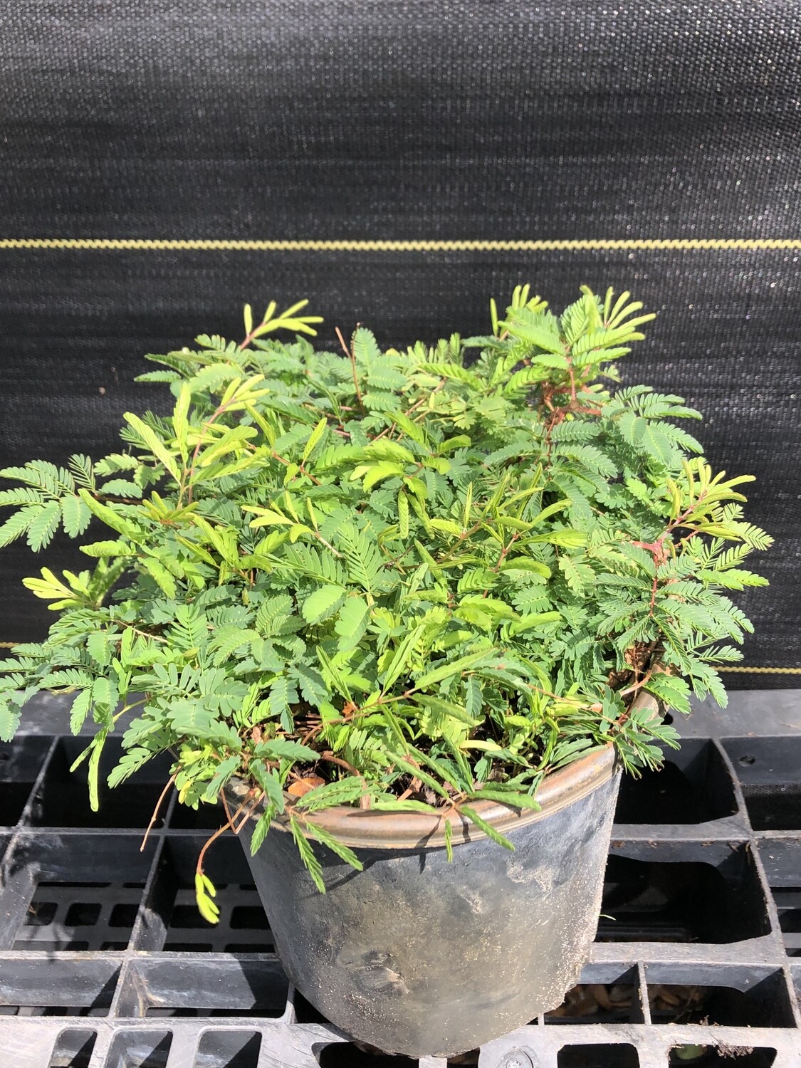 Sunshine Mimosa (Mimosa strigillosa)