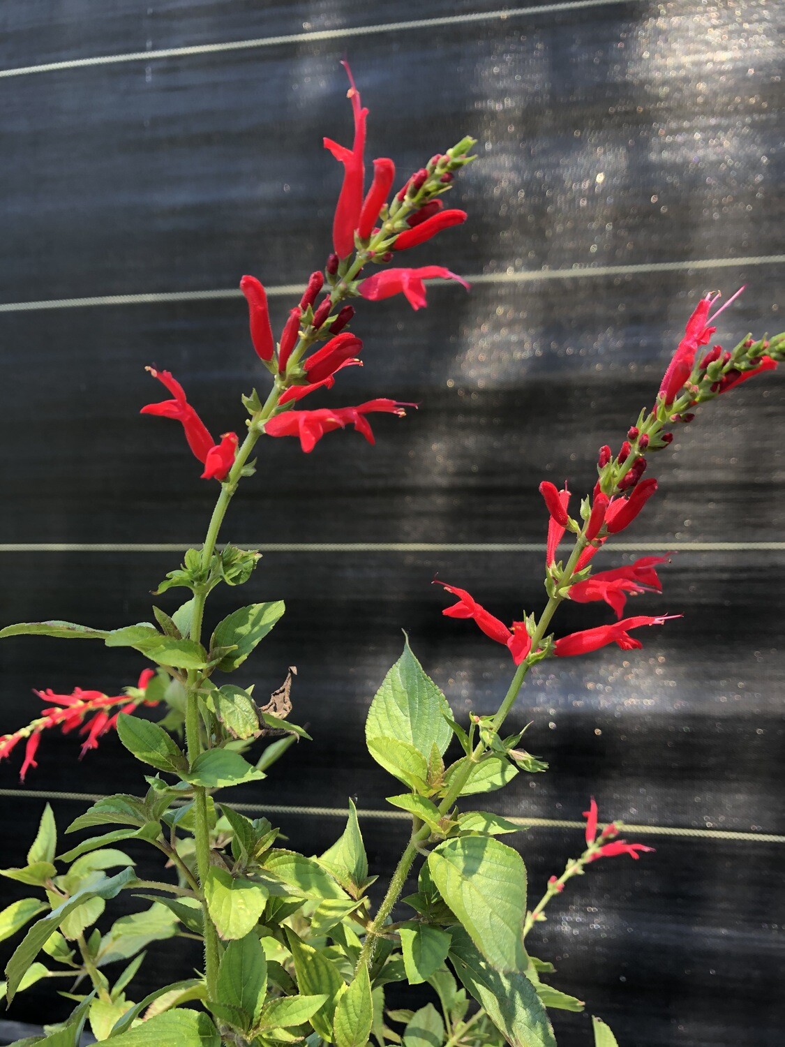 Salvia Pineapple/Tropical Sage, Red (Salvia elegans) 4"