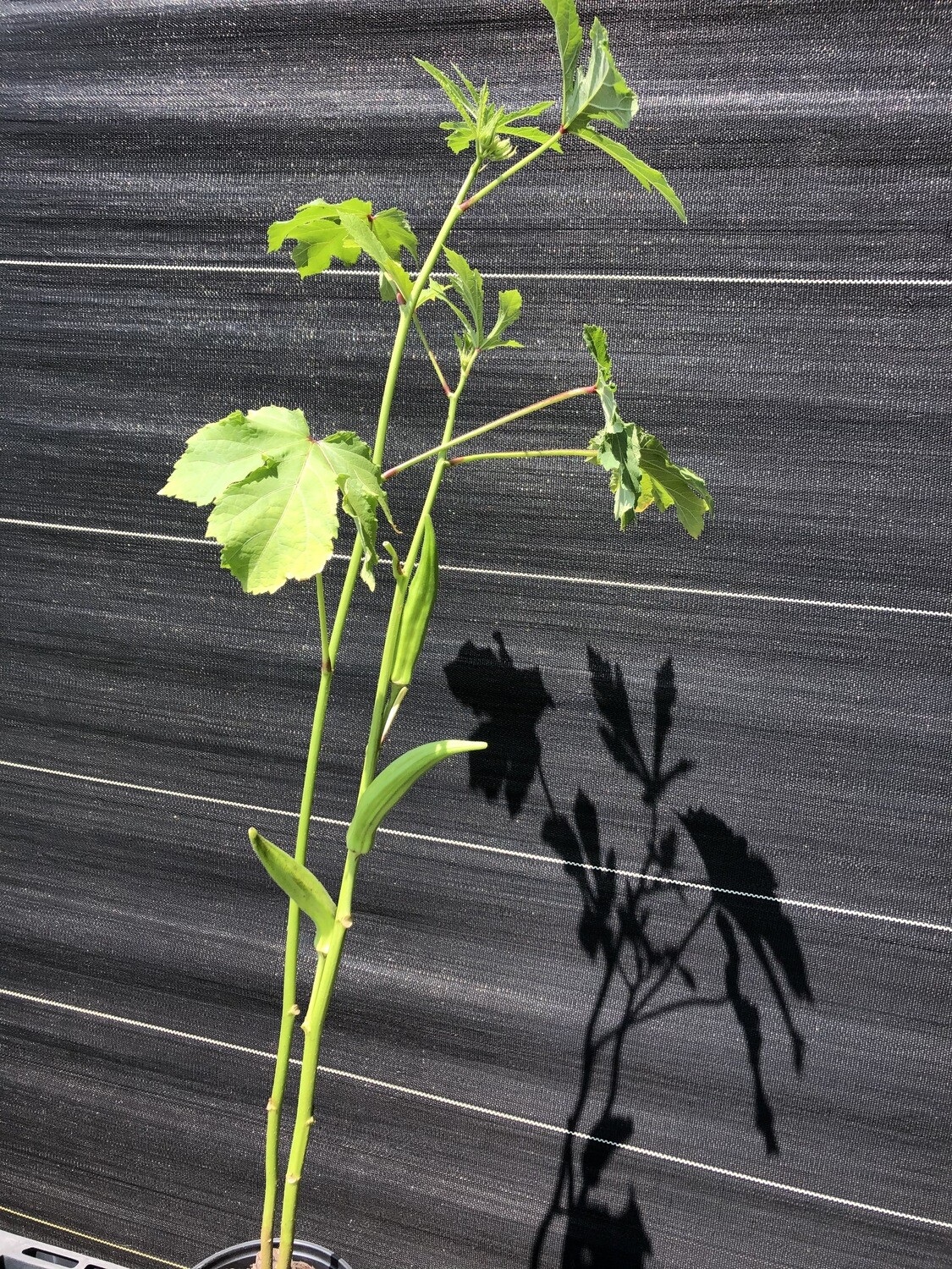 Hibiscus Okra (Abelmoschus esculentus)