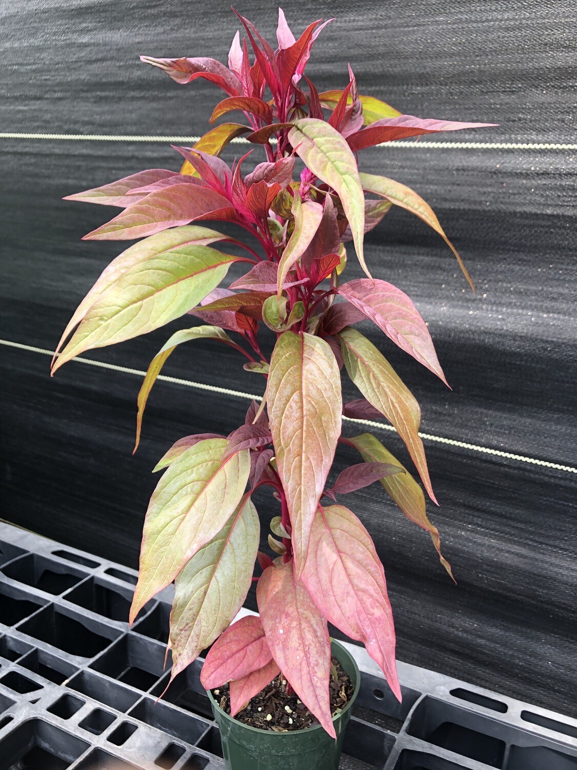 Dragon S Breath Celosia Plumose