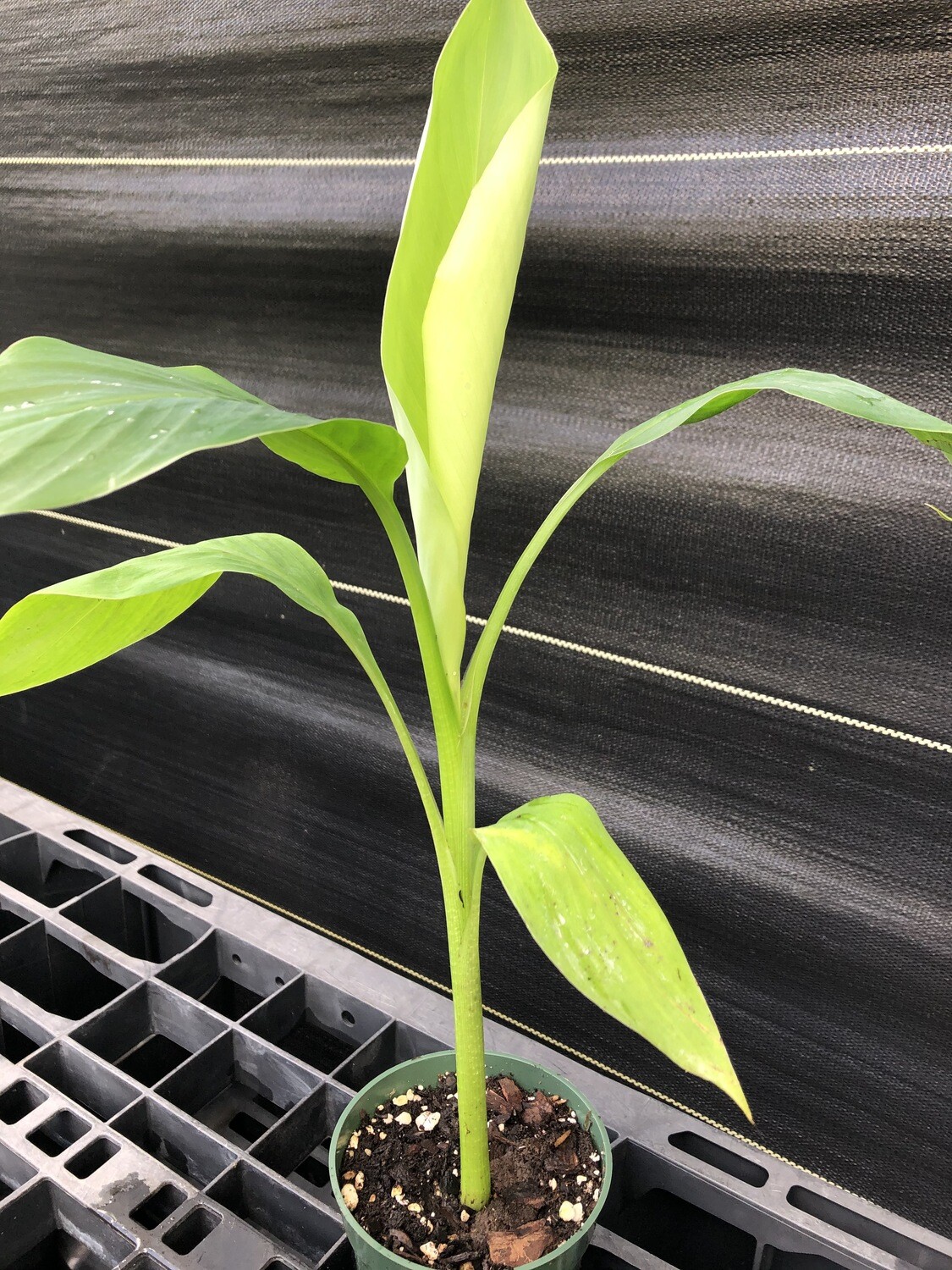 Banana Pisang Ceylon Musa Acuminata 