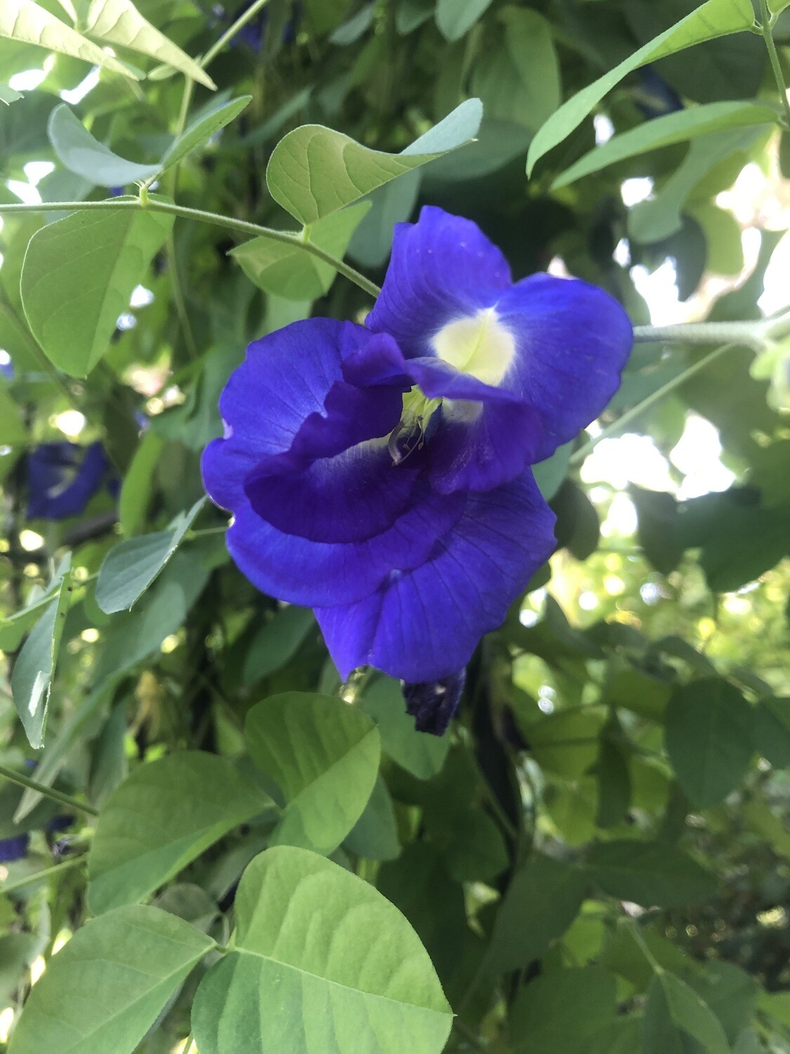 Buy Butterfly Pea Plant Transform Your Garden and Beverages with