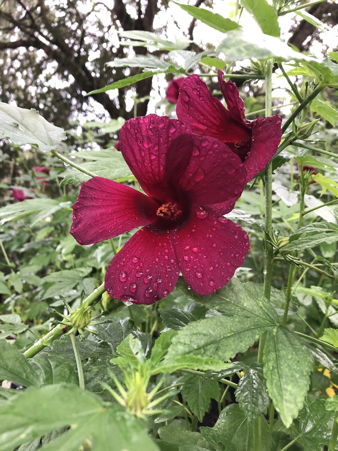 Hibiscus Kenaf (Hibiscus cannabinus)