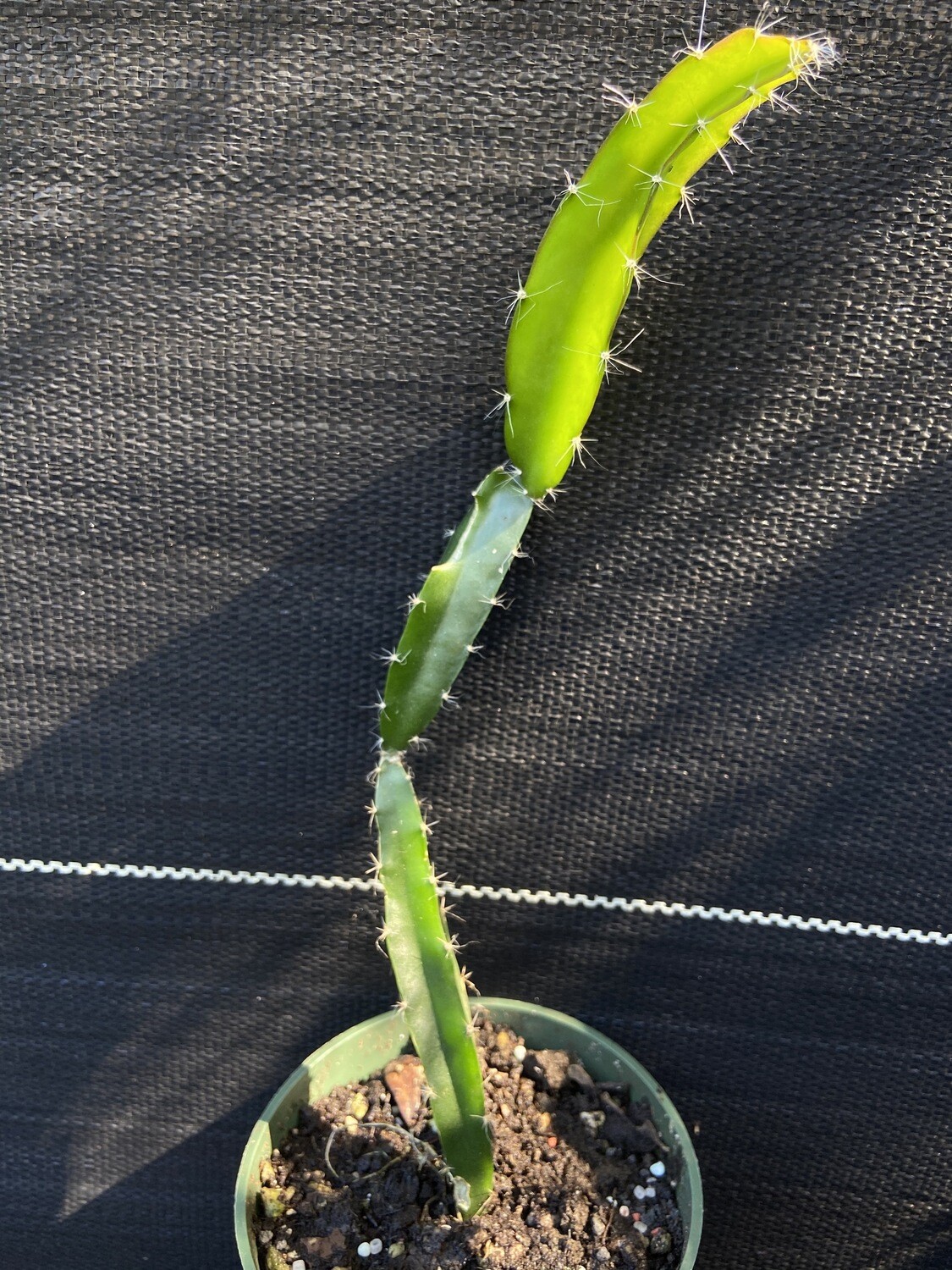 Dragon Fruit Edgar's Baby (Hylocereus hybrid)