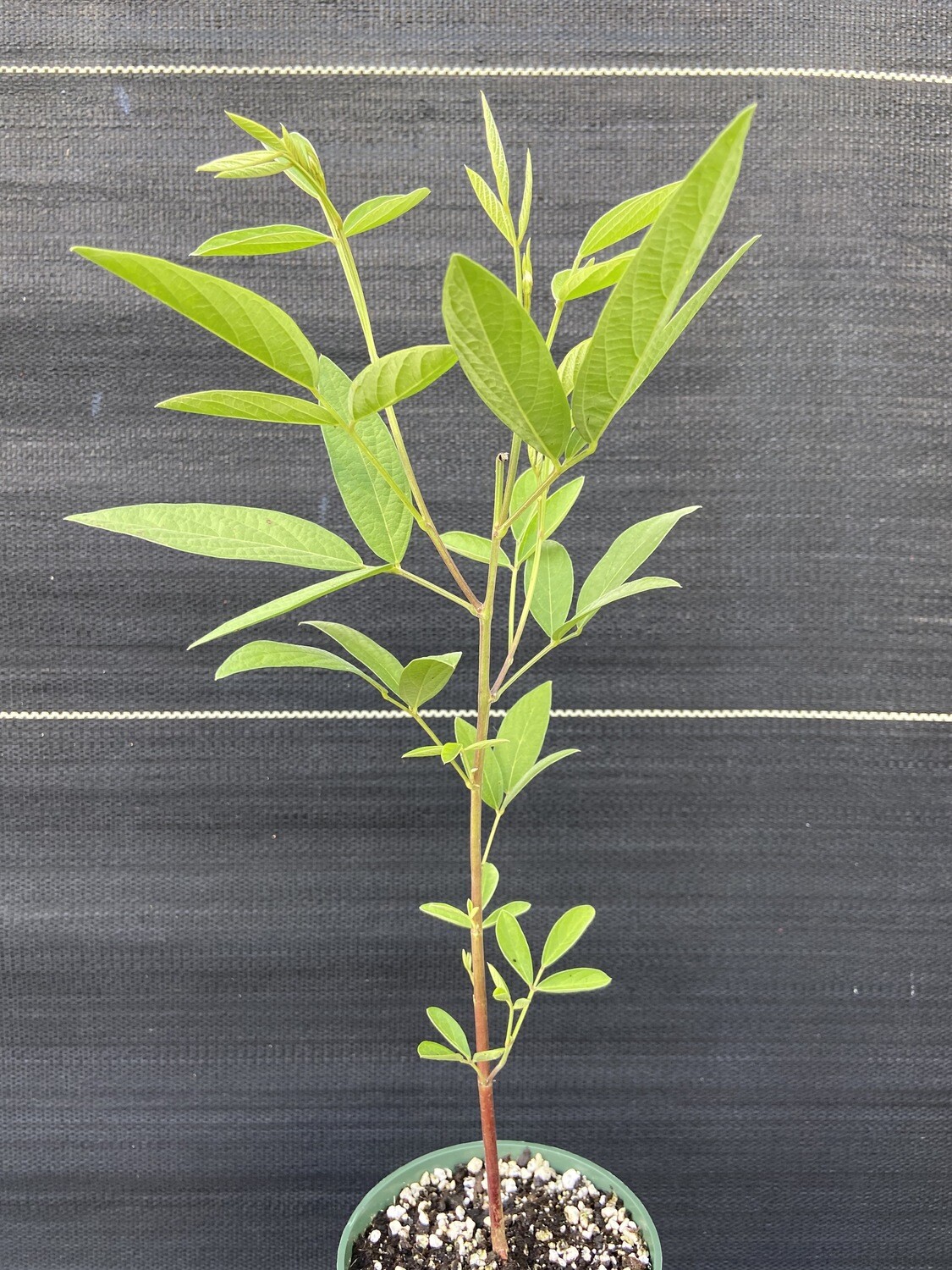 Pigeon Pea Yellow (Cajanus cajan) 4"