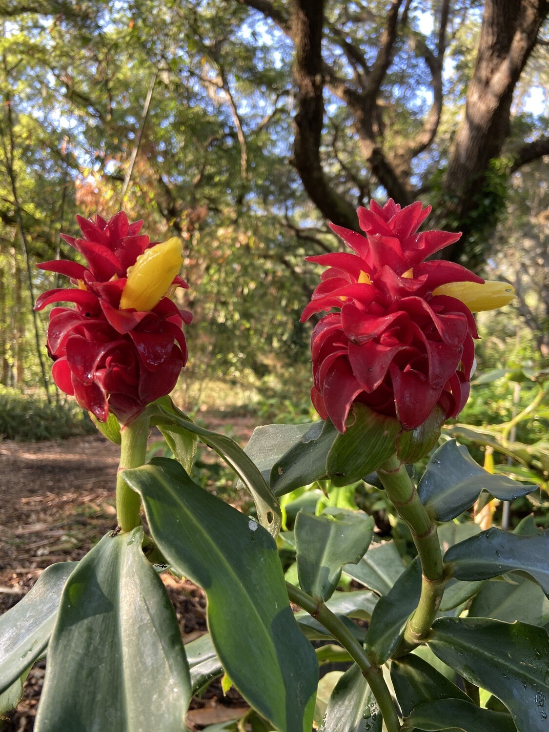 🌿 Buy 'Red Spiral' Ginger Exotic Plants at GreenDreams Online 🌺