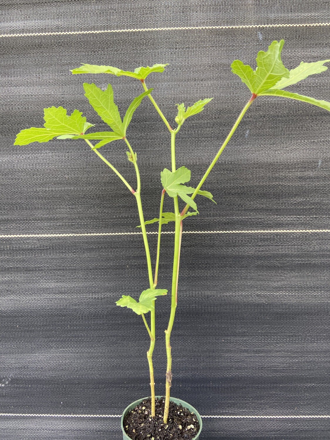 Hibiscus Okra (Abelmoschus esculentus)