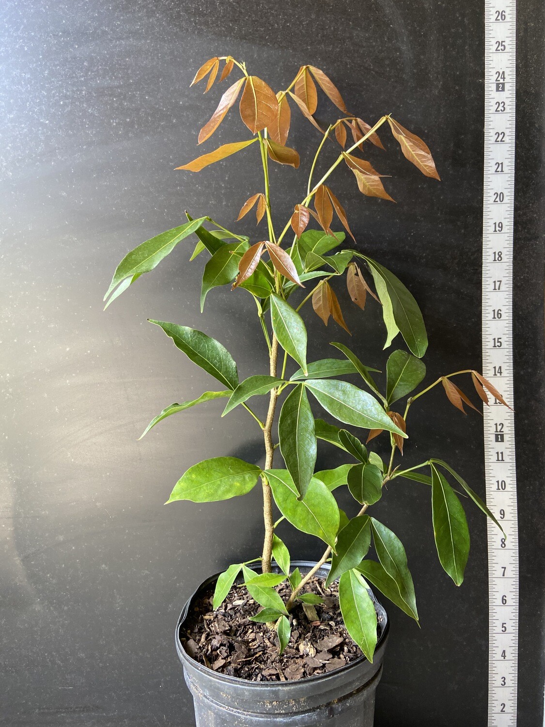 The Ice Cream Bean Tree Buy Your Tropical Dream!🍨🌱