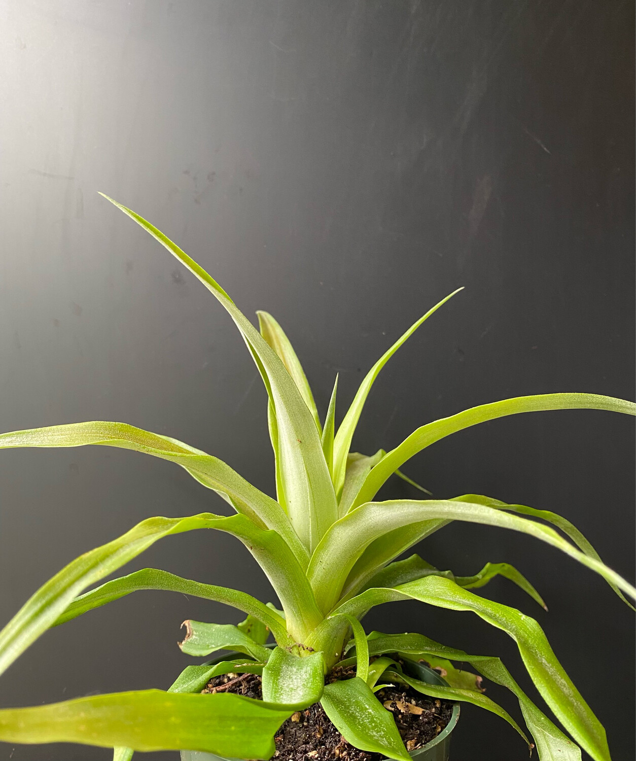 Pineapple White Jade (Ananas comosus)