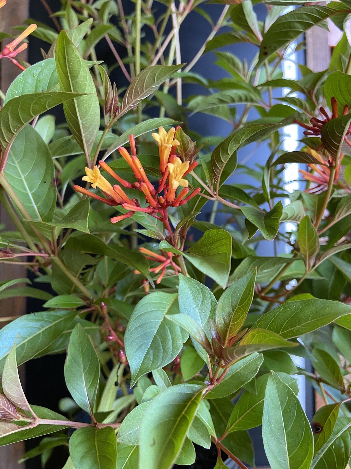 Firebush Firebush (Hamelia patens) 3G