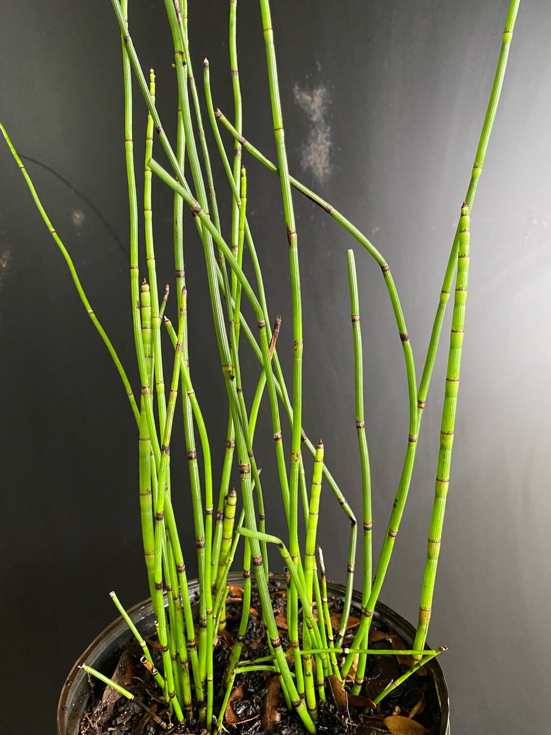 🌱 Horsetail Reed Dive into Prehistoric Beauty GreenDreams Online Store
