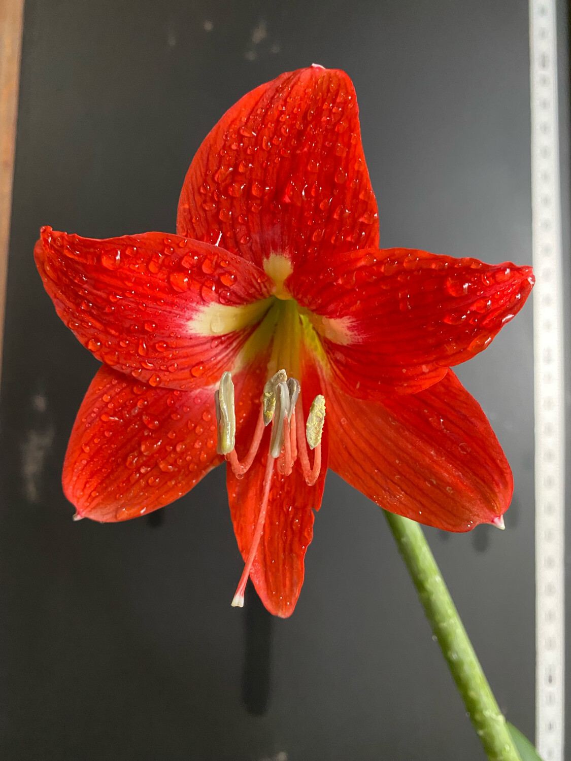 Buy Amaryllis Plants Online Your EasyCare, Vibrant Garden Star