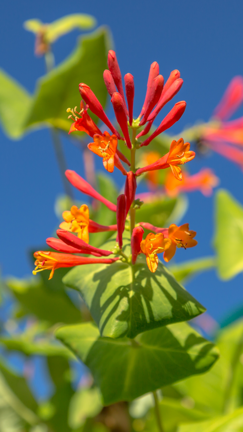 Coral Honeysuckle Buy Lonicera sempervirens Online 🌿🌺 GreenDreams