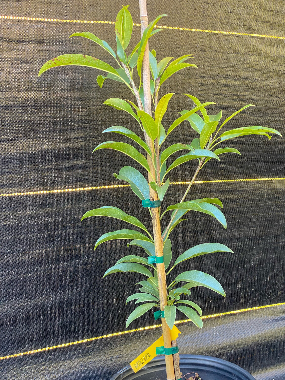 Buy Organic Allspice Trees The OneStop Spice for Culinary & Aromatic